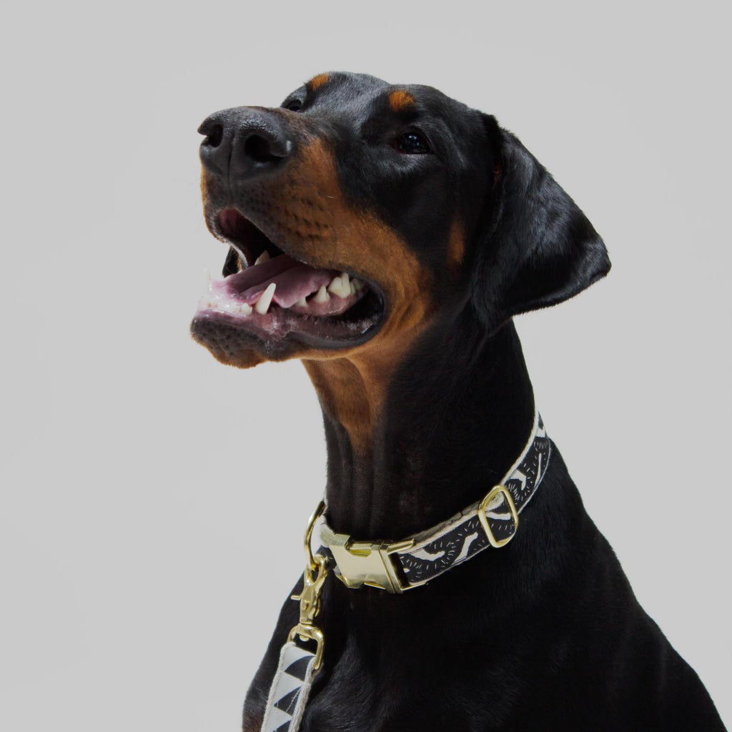 Life of the Party Dog Collar - Black & Cream - NEW PETS ON THE BLOCK.COM