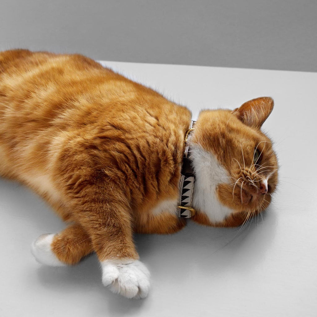 Ivory Luxury Leather Cat Collar