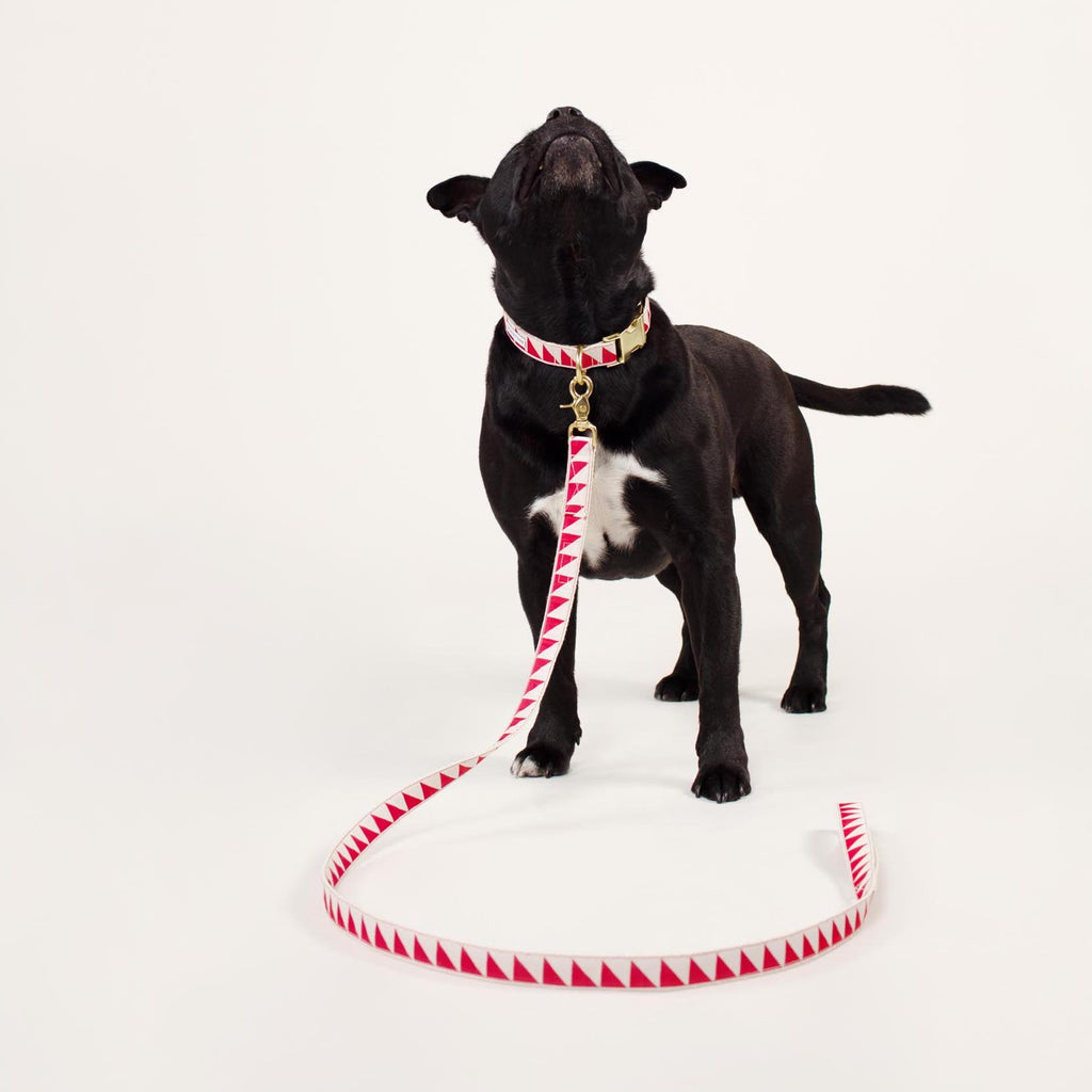 Nice Grill Dog Collar - Cream & Vermillion - NEW PETS ON THE BLOCK.COM