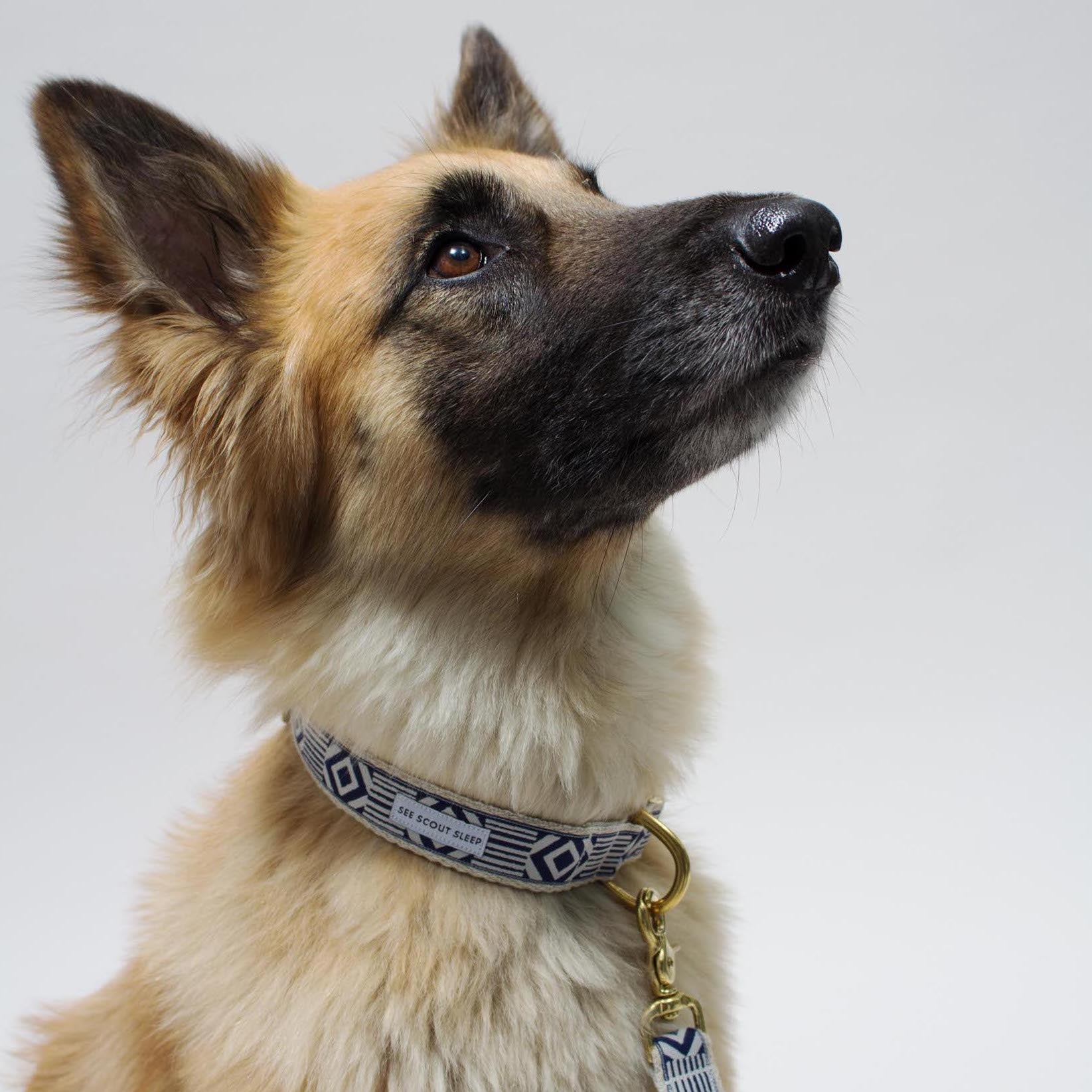 Out Of My Box Dog Collar - Navy & Cream - NEW PETS ON THE BLOCK.COM