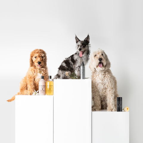 Dog Wash, Conditioner & Kennel Spray Set - Paperbark & Lemongrass