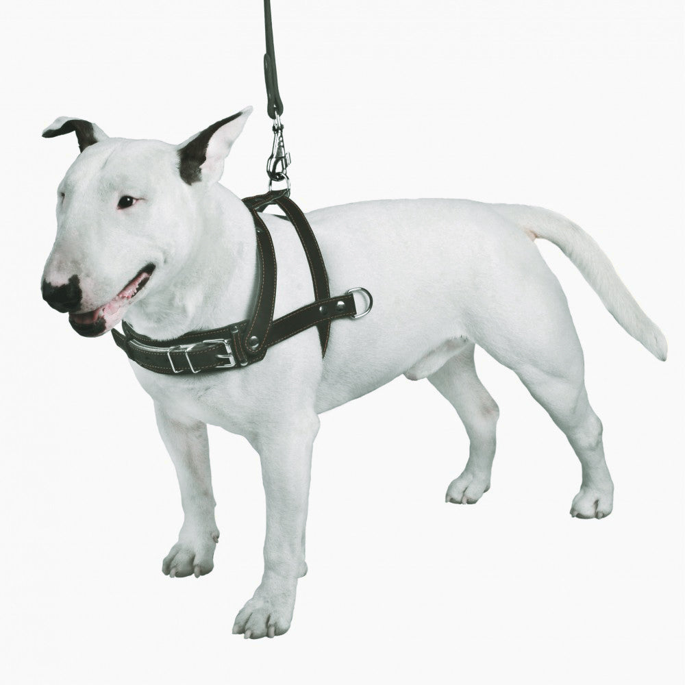 New pets on the block durable non pull leather dog harness black strong sale